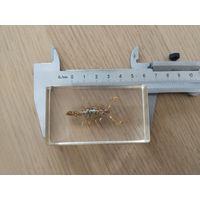 Скорпион. В искусственном стекле