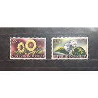 Индонезия. Флора. Цветы (1175)