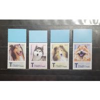 Приднестровье. 2012 год. Фауна. Собаки (1231)