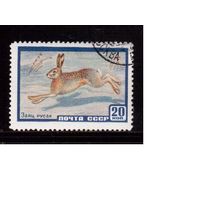 СССР-1960, (Заг.2318), гаш.(с клеем),  Фауна, Заяц