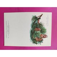 С новым годом! Чистая. 1989 года. Лушникова. 2352.