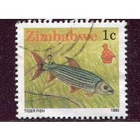 Зимбабве. Тигровая рыба