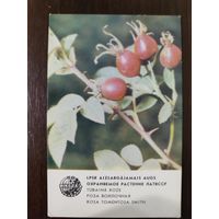 Календарик Прибалтика Роза войлочная