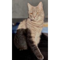Кастрированный кот в дар