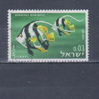 [2373] Израиль 1962. Фауна.Рыбы. Гашеная марка.