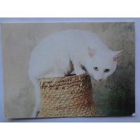 Календарик 1994 г. Домашний кот. (173).