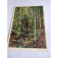 Открытка 1977г. И. Шишкин. Лес осинник.