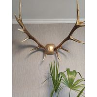 Рога алтайского оленя Изюбрь