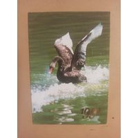 Календарь 1991 Черный лебедь