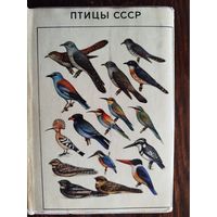 Птицы СССР