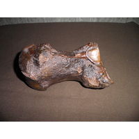 RRR!Кость МАМОНТА.