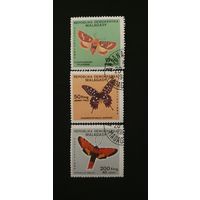 Мадагаскар мотыльки 3шт