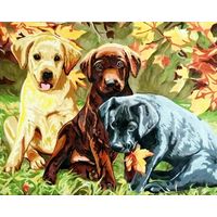 Очаровательные Лабрадорчики