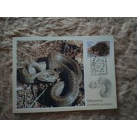 Беларусь. 2003. Картмаксимум. Медянка