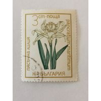 Цветы - Панкраций морской (Pancratium maritimum)