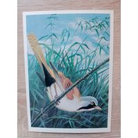 Егоров 1984 не подписана