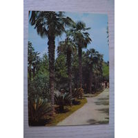 Сухуми. Приморский бульвар; чистая, Аэрофлот.