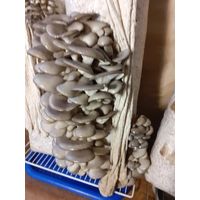 Ггрибные блокивешенки,рейши