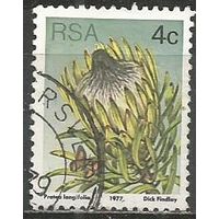 ЮАР. Протея длинолистая. 1977г. Mi#515.