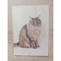 Календарик 1993