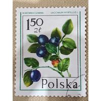 Польша. Флора. Черника