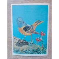 Егоров 1984 чистая