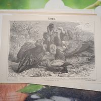 .	 ГРИФЫ. Энциклопедическая гравюра конец 19в. Спб.  24х16см.