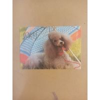 Календарь 1991 Пудель