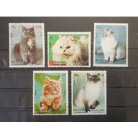 Шарджа. Фауна. Кошки (2339)