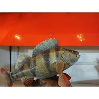 Чучело Окунь