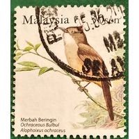 Малайзия 14 мая 2005. Бурый Манишковый Бюльбюль