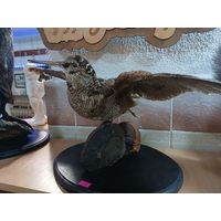 Чучело Фальдшнеп