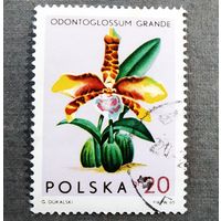 Марка Польша 1965 год Цветы