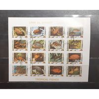 Ум-эль-Кувайн. 1973 год. Фауна. Рыбы (беззубцовка) (1180)