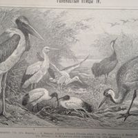 Голенастыя птицы. 3. 4.  Энциклопедическая гравюра СПБ конец 19века 24х16см.