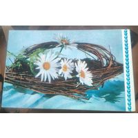 1970 год Е.Игнатович Ромашки