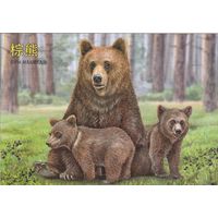 Беларусь 2024 Бурый медведь (худ. Митянин) (к5)