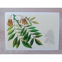 Куртенко 1979 чистая