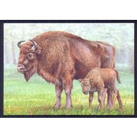 Беларусь 2024 фауна зубры