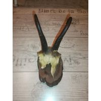 Охотничий трофей-рога серны, времён СССР.