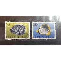 Польша. 1967 год. Фауна. Рыбы (86)