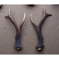 Рога косули 2 штуки