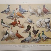 Haustauben. 19-20 век. ХРОМОЛИТОГРАФИЯ. Германия.31x24см.