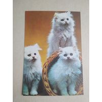 Карманный календарик.Кошки.1995 год