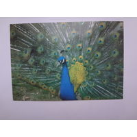 Календарик 1998 г. Павлин.