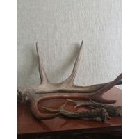 Рога.Лося.Около 2 кг.Олень.Косуля.См.фото.Описание.