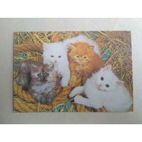 Карманный календарик.Кошки.1995 год