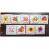 Польша. Флора. Цветы (1301)