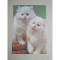 Карманный календарик.Кошки.1995 год