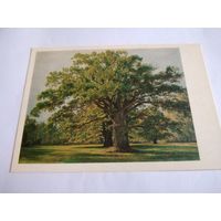 Открытка 1983г. И. Шишкин. Дубы в Старом Петергофе.